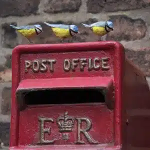 Tiny blue tits on top of a postbox