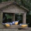 3 papier mâché blue tits in front of a bird house
